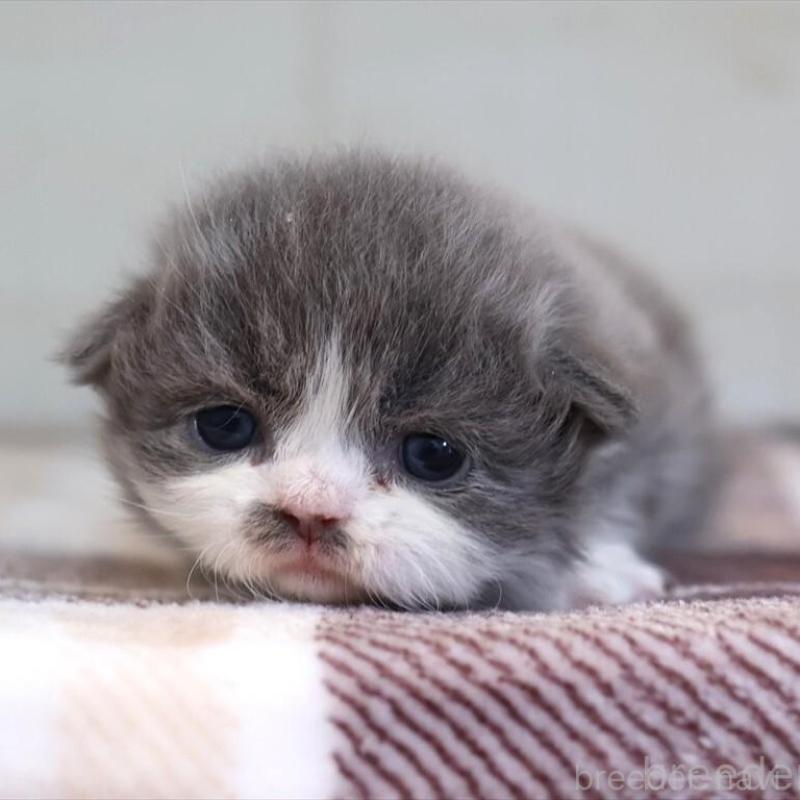 販売中の愛知県のマンチカン-135685の4枚目