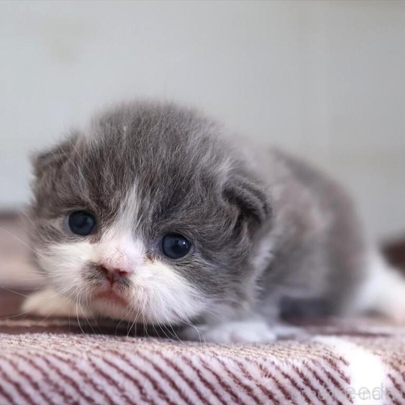 販売中の愛知県のマンチカン-135685の3枚目