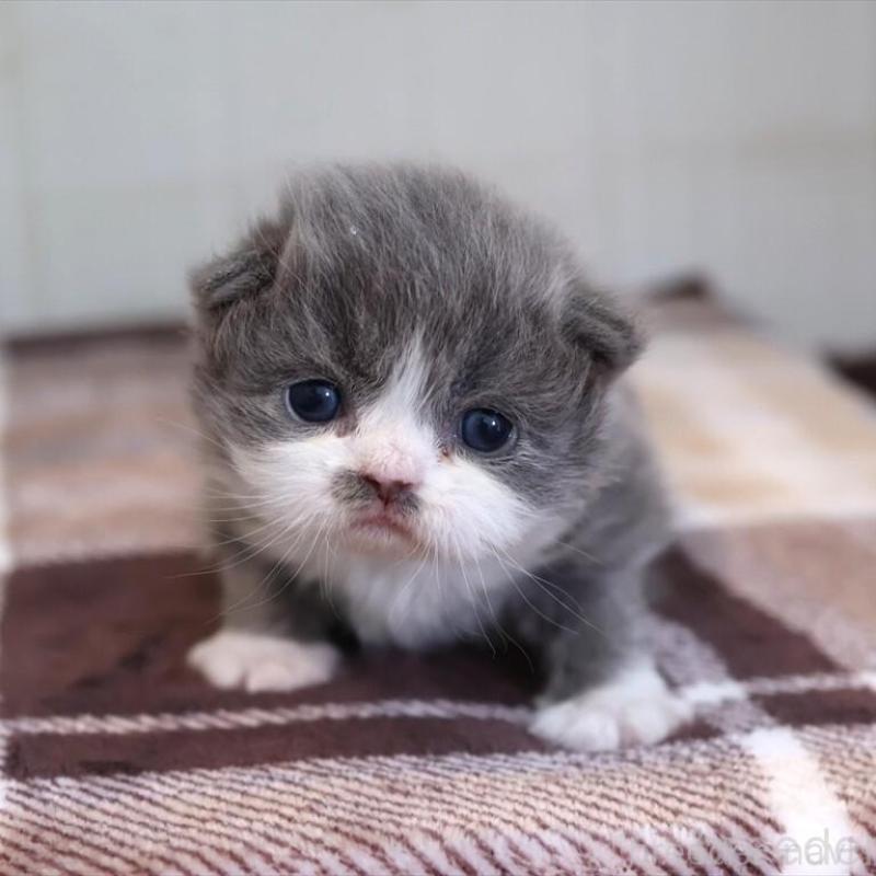 販売中の愛知県のマンチカン-135685の2枚目