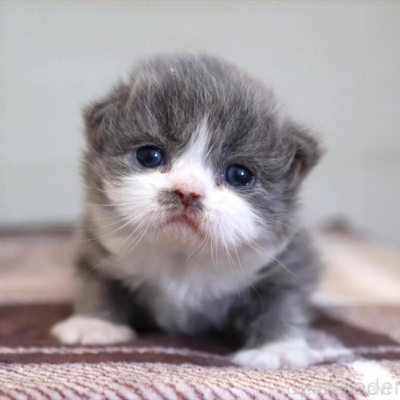 販売中の愛知県のマンチカン-135685の1枚目