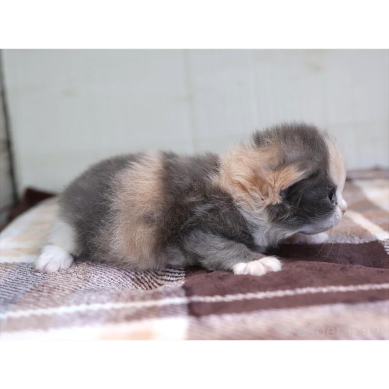 販売中の愛知県のマンチカン-135686の10枚目