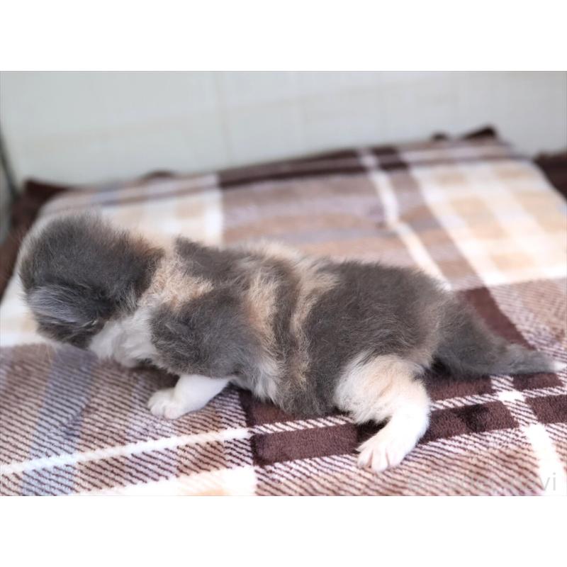 販売中の愛知県のマンチカン-135686の9枚目