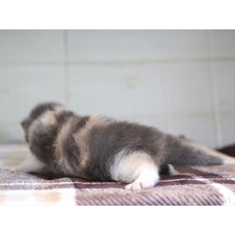 販売中の愛知県のマンチカン-135686の8枚目