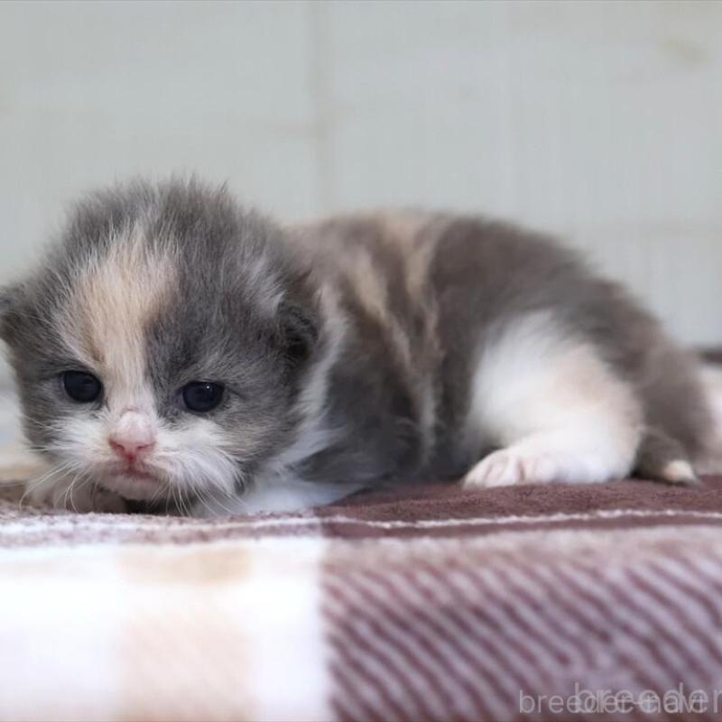 販売中の愛知県のマンチカン-135686の7枚目