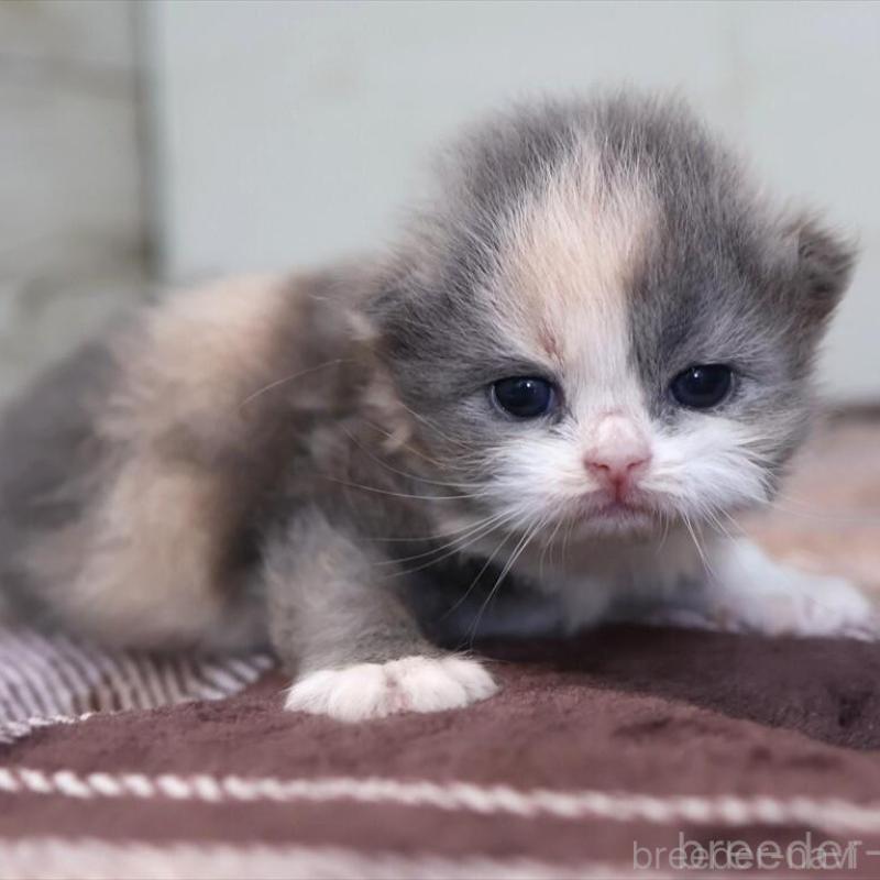 販売中の愛知県のマンチカン-135686の5枚目