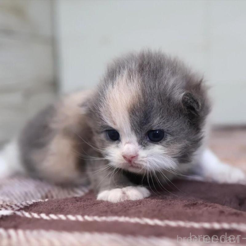 販売中の愛知県のマンチカン-135686の4枚目