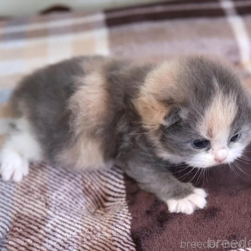 販売中の愛知県のマンチカン-135686の3枚目