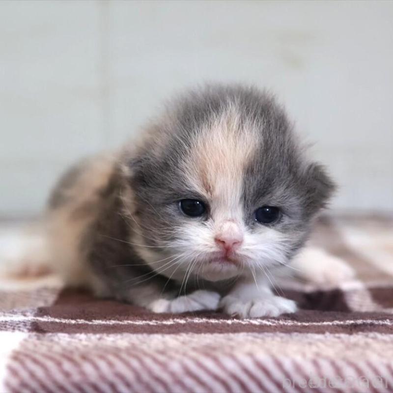 販売中の愛知県のマンチカン-135686の2枚目