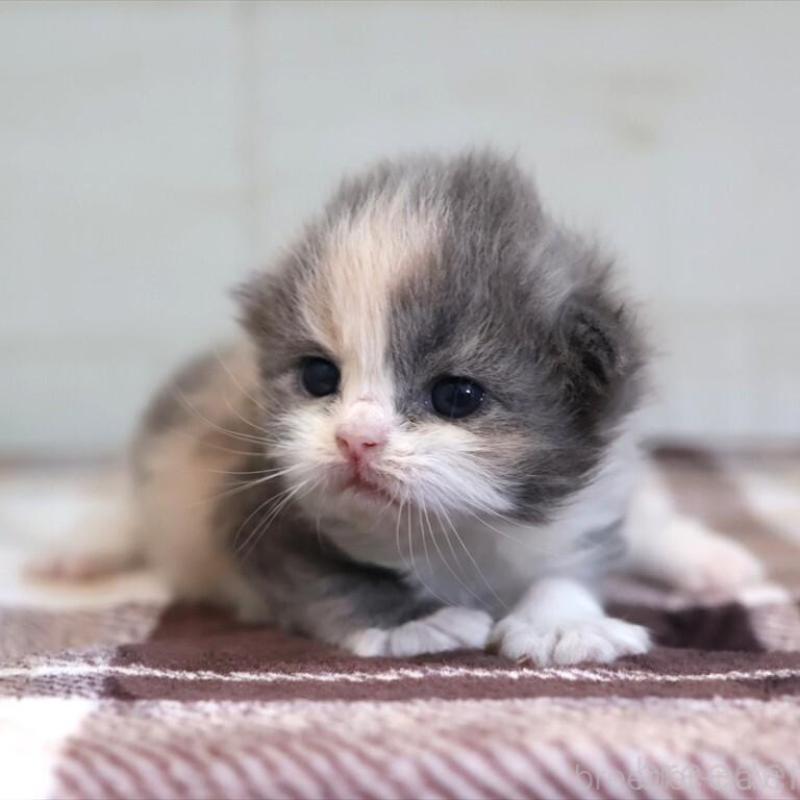 販売中の愛知県のマンチカン-135686