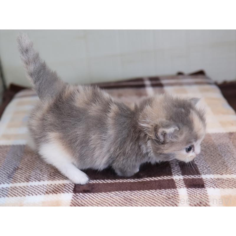 販売中の愛知県のマンチカン-135687の11枚目