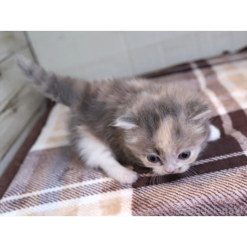 販売中の愛知県のマンチカン-135687の10枚目