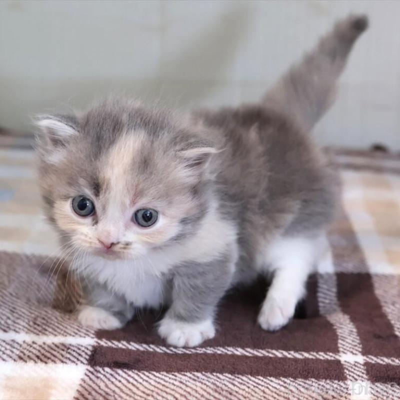 販売中の愛知県のマンチカン-135687の9枚目