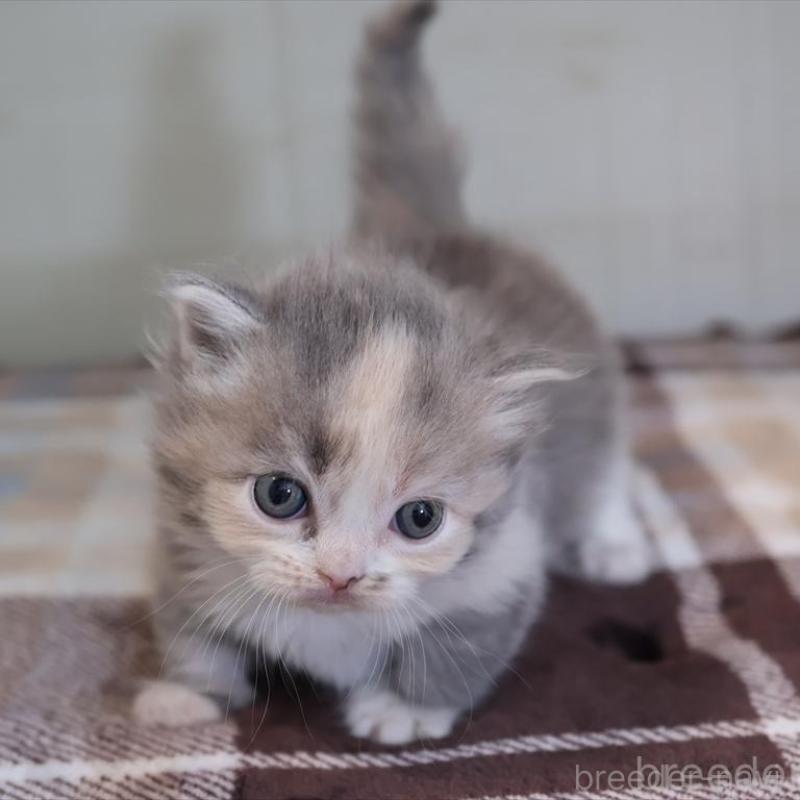 販売中の愛知県のマンチカン-135687の8枚目