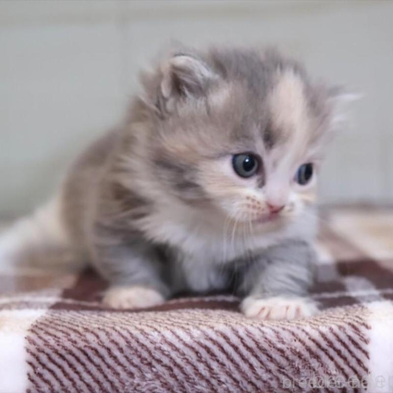 販売中の愛知県のマンチカン-135687の7枚目