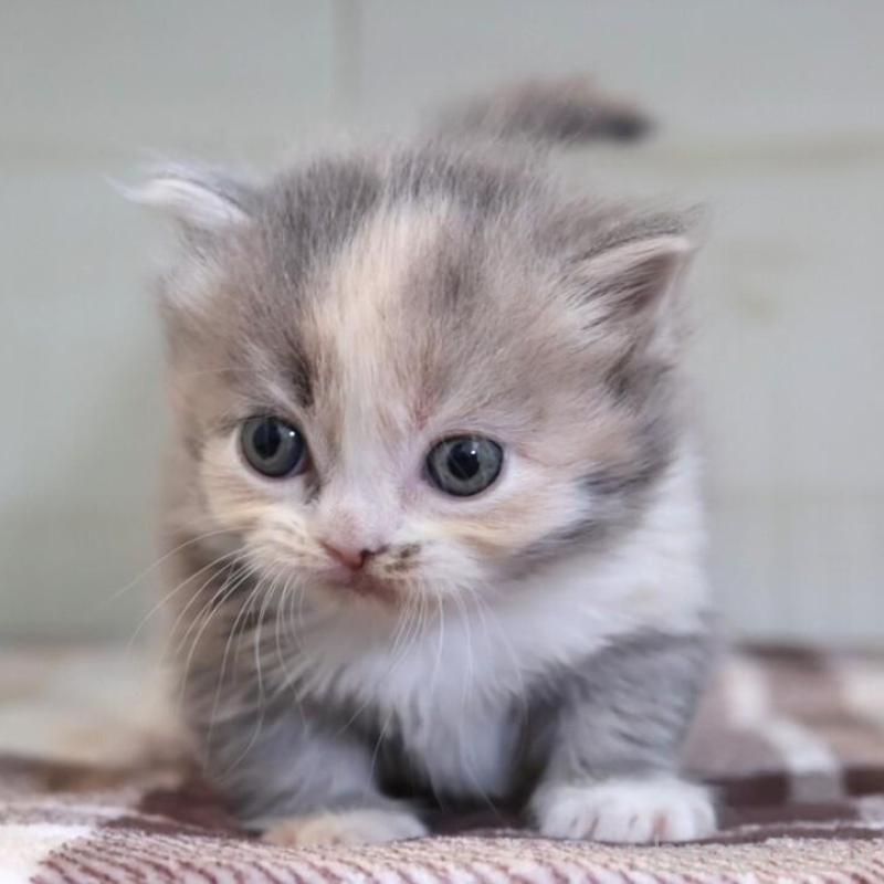 販売中の愛知県のマンチカン-135687の6枚目