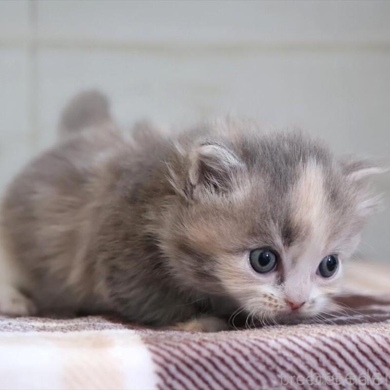 販売中の愛知県のマンチカン-135687の5枚目