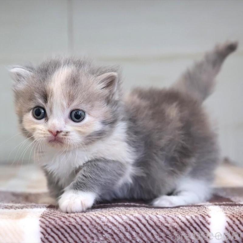 販売中の愛知県のマンチカン-135687の4枚目