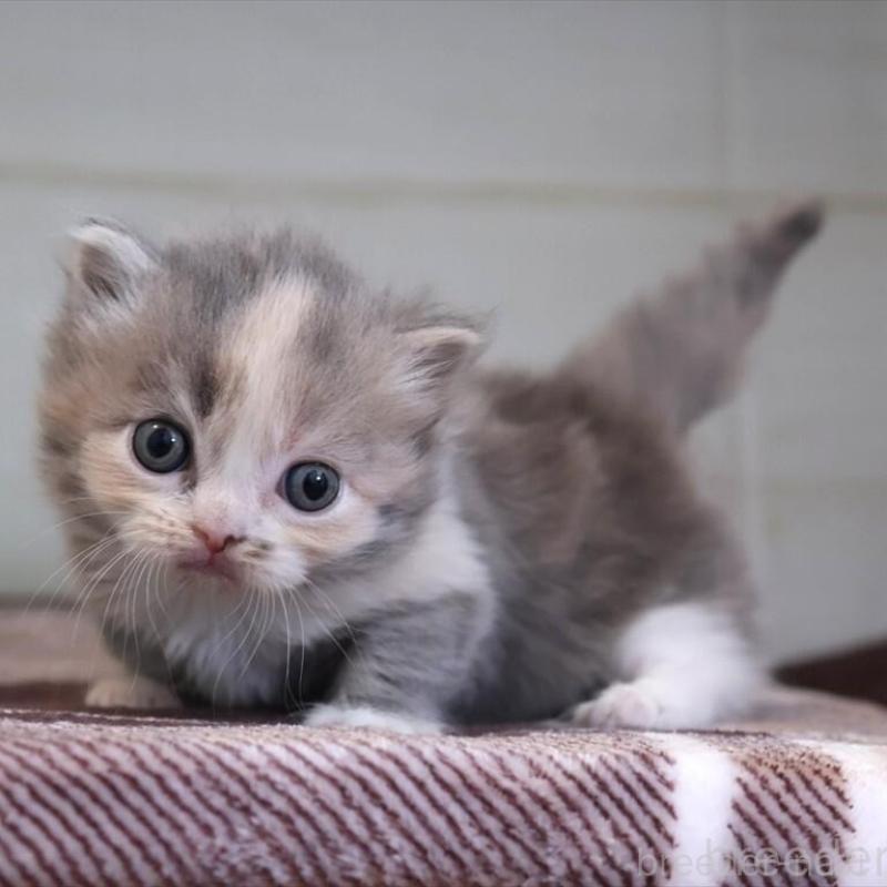 販売中の愛知県のマンチカン-135687の3枚目