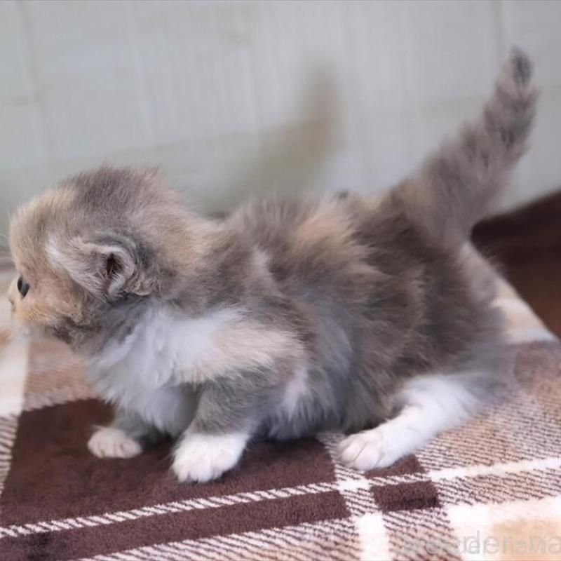 販売中の愛知県のマンチカン-135687の2枚目