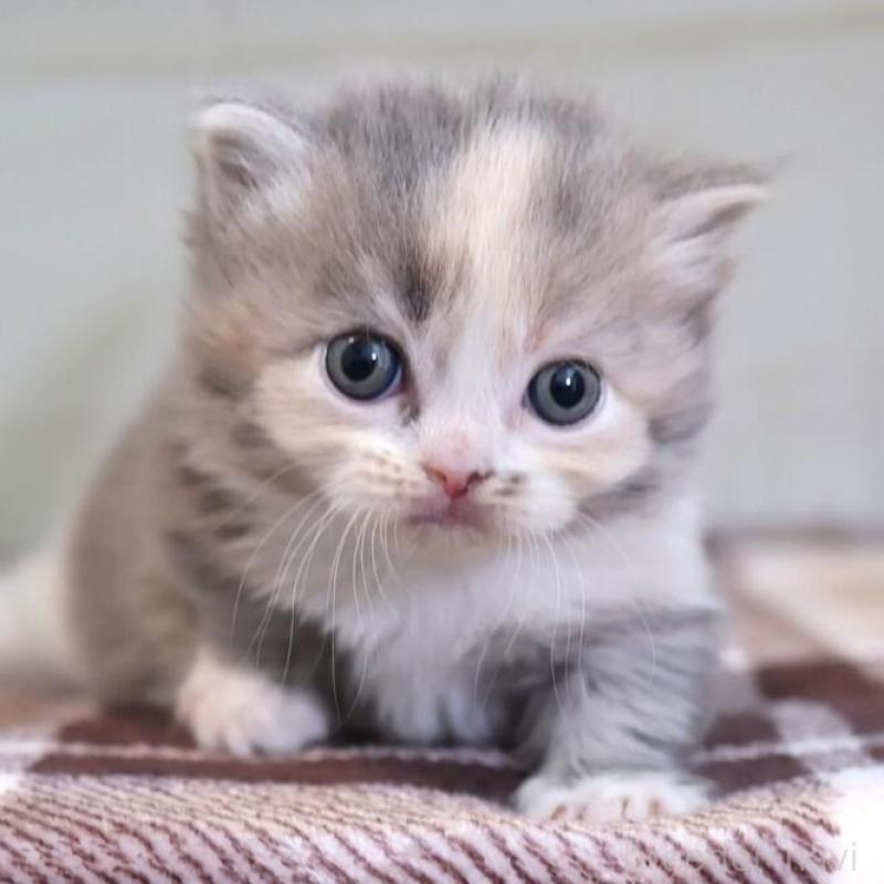 販売中の愛知県のマンチカン-135687