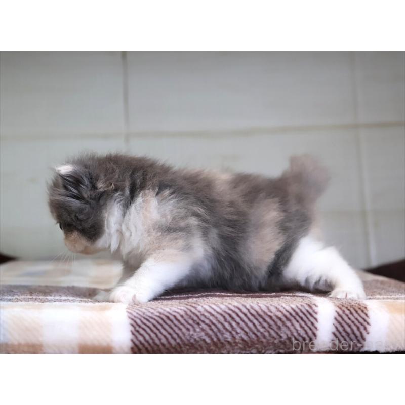 販売中の愛知県のマンチカン-135688の6枚目