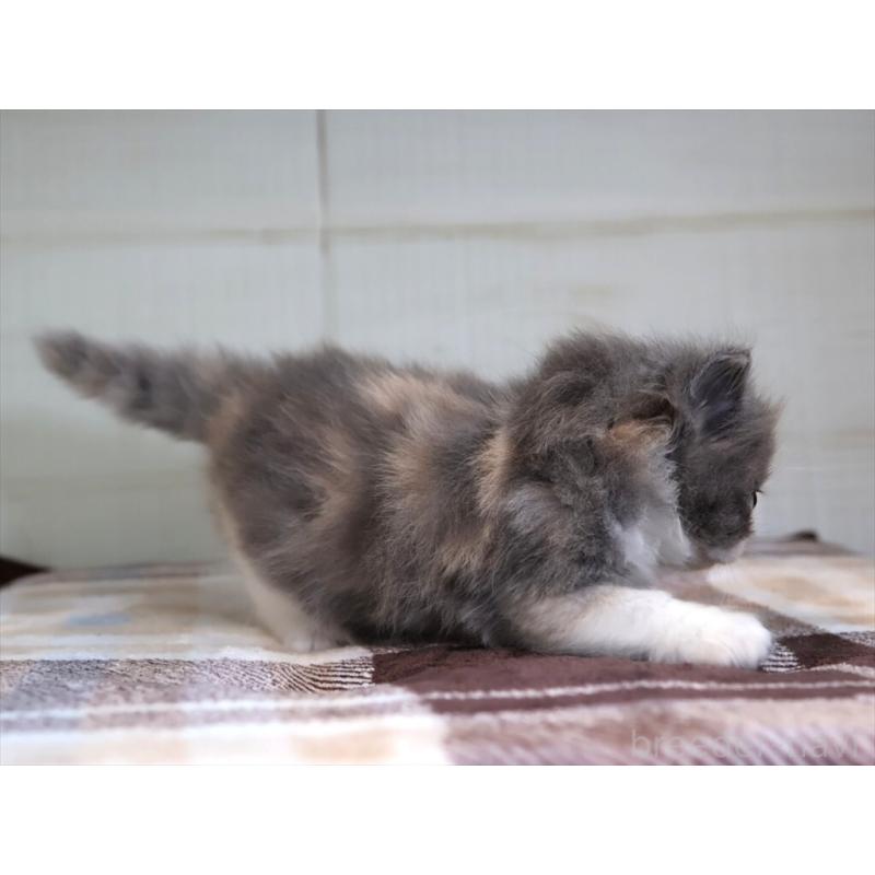 販売中の愛知県のマンチカン-135688の5枚目