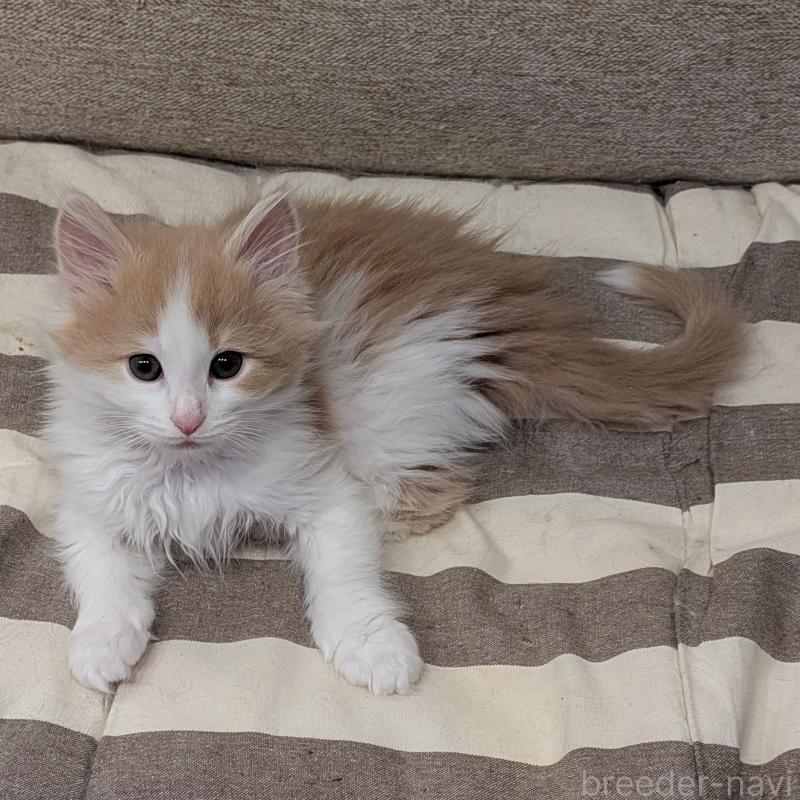 販売中の埼玉県のノルウェージャンフォレストキャット-134155の4枚目