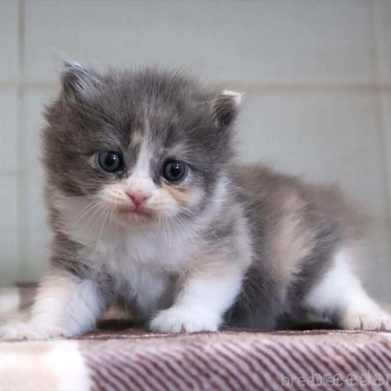 販売中の愛知県のマンチカン-135688の3枚目