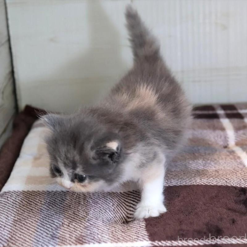 販売中の愛知県のマンチカン-135688の2枚目