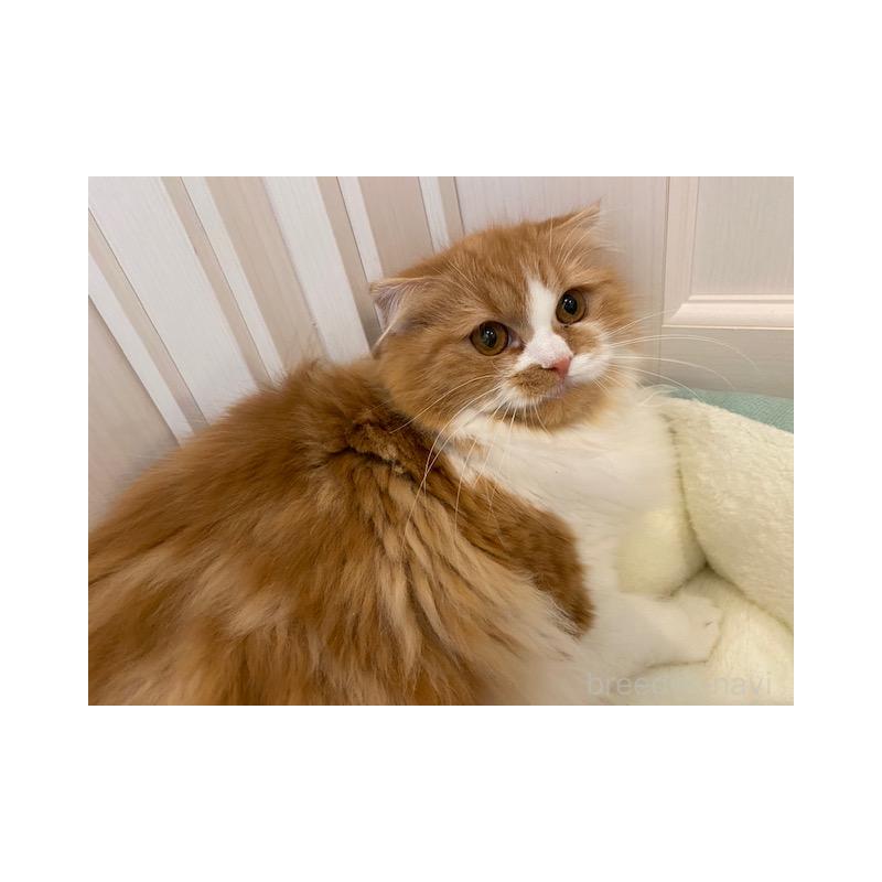 販売中の茨城県のスコティッシュフォールド(折れ耳)-126916の4枚目