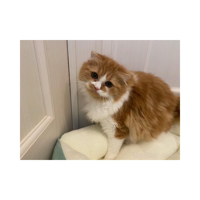販売中の茨城県のスコティッシュフォールド(折れ耳)-126916の3枚目
