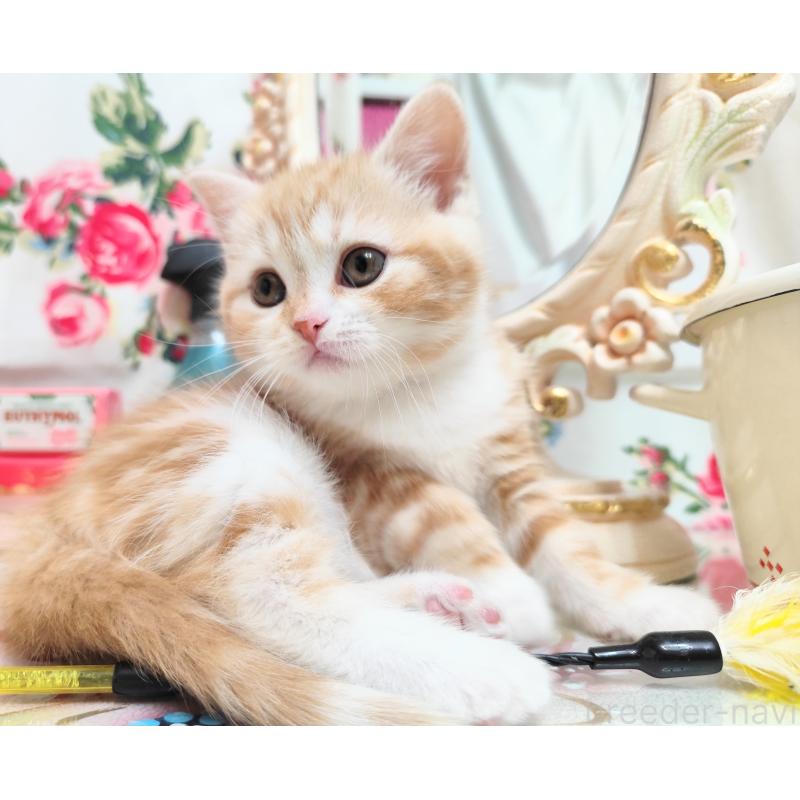 販売中の茨城県のスコティッシュフォールド-134675