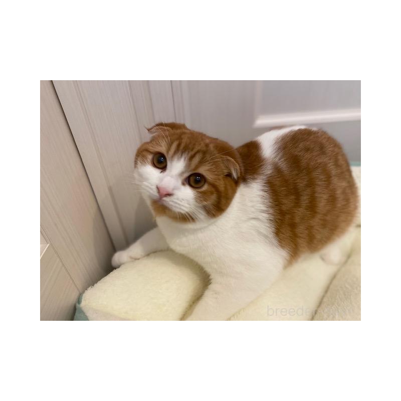 販売中の茨城県のスコティッシュフォールド-130656の4枚目