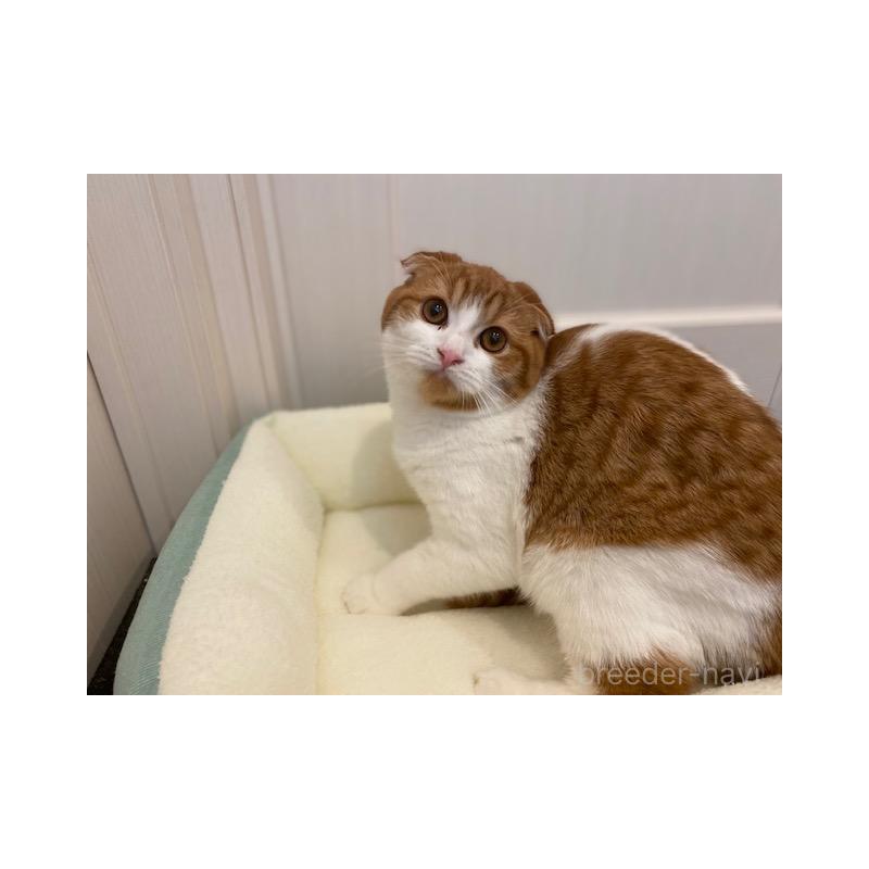 販売中の茨城県のスコティッシュフォールド-130656の3枚目