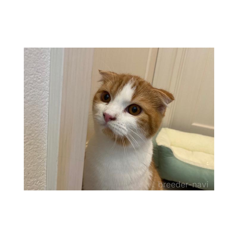 販売中の茨城県のスコティッシュフォールド-130656の2枚目