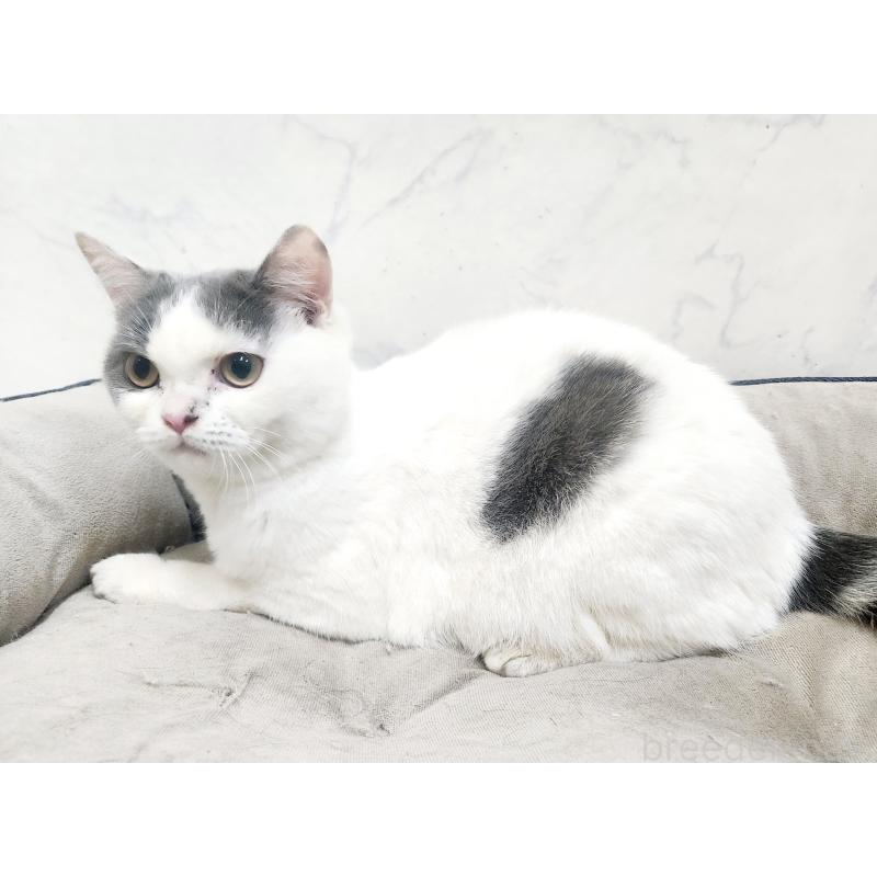 販売中の北海道のスコティッシュフォールド-131665の3枚目