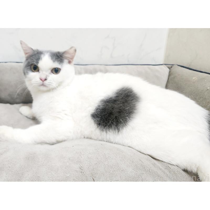 販売中の北海道のスコティッシュフォールド-131665の3枚目