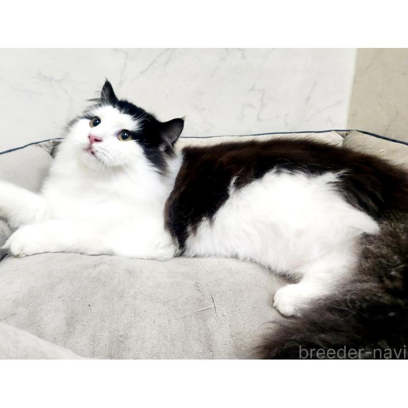 販売中の北海道のスコティッシュフォールド-129716の4枚目