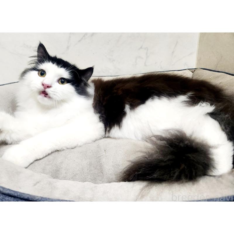 販売中の北海道のスコティッシュフォールド-129716の3枚目