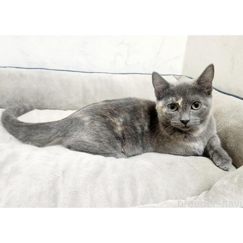 販売中の北海道のマンチカン(短足)-127456の3枚目