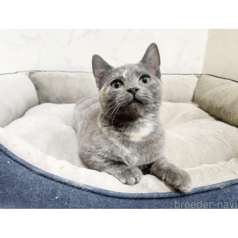 販売中の北海道のマンチカン(短足)-127456の2枚目