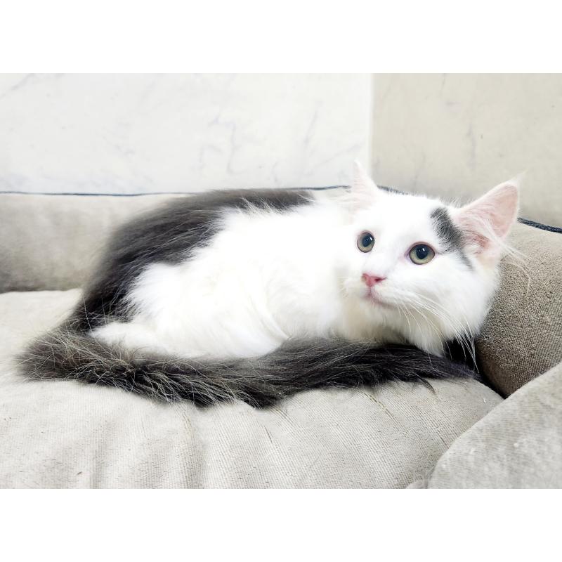 販売中の北海道のノルウェージャンフォレストキャット-133706の3枚目