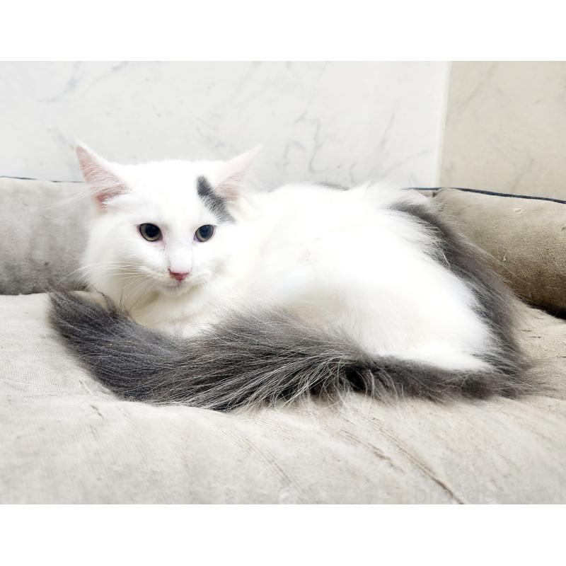 販売中の北海道のノルウェージャンフォレストキャット-133706の2枚目