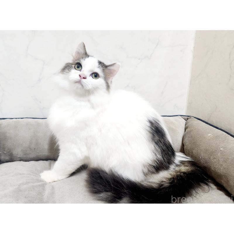 販売中の北海道のスコティッシュフォールド-132734の4枚目