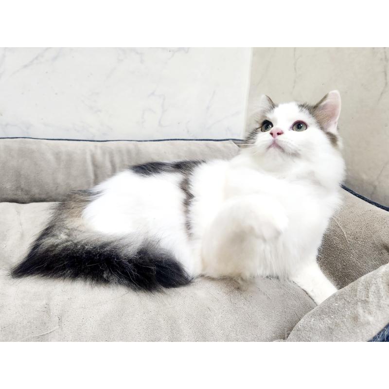 販売中の北海道のスコティッシュフォールド-132734の3枚目