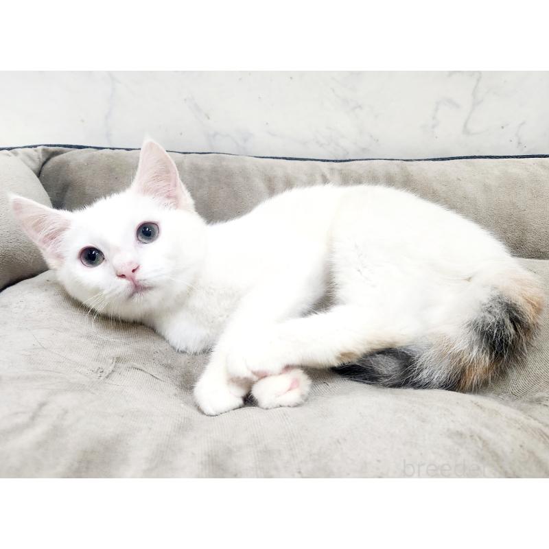 販売中の北海道のミックス-132736の3枚目