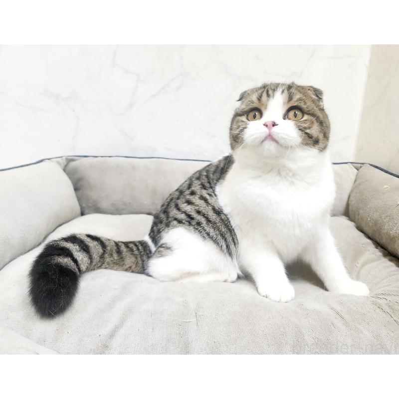 販売中の北海道のスコティッシュフォールド-126923の4枚目