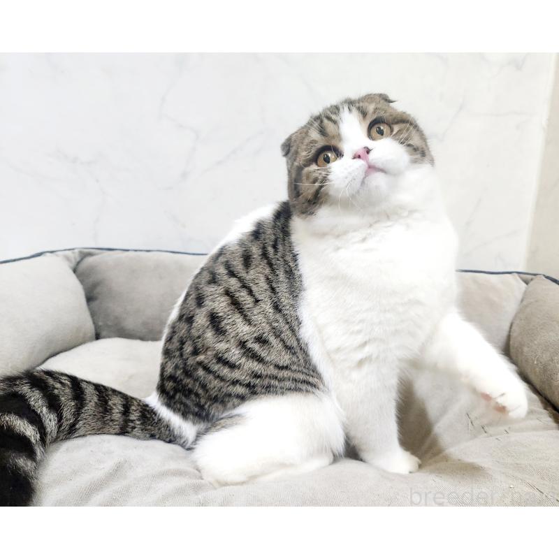 販売中の北海道のスコティッシュフォールド-126923の3枚目