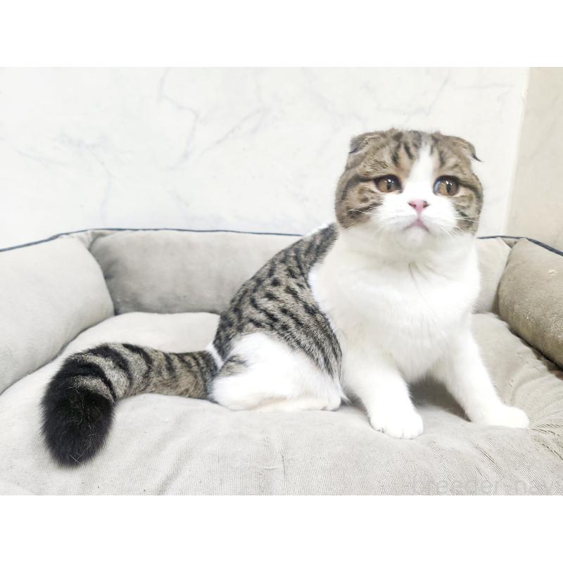 販売中の北海道のスコティッシュフォールド-126923の2枚目