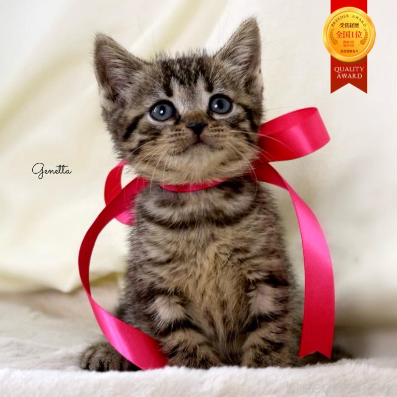 販売中の栃木県のジェネッタ-134945